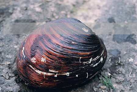 逾期訴訟費(fèi)由誰(shuí)承擔(dān)？責(zé)任歸屬探討